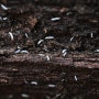 곤충용 균사 원기(버섯)발생 최소화 방법