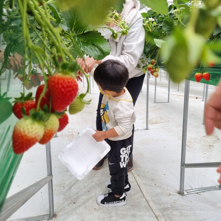 [아이랑] 딸기의 하루 / 인천 딸기체험+농산물시장 구경