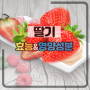 딸기의 효능 및 영양성분 엄청난 비타민C
