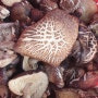 자연에 건강식품 표고버섯을 한 바구니 따왔어요