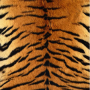 [ISSUE] 브랜드들의 虎年패션 Ver.1