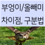 부엉이 올빼미 차이 구분법 차이점 OWL 영어로