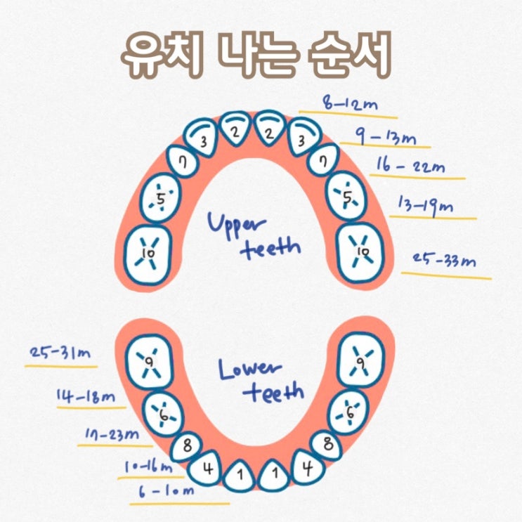 우리 아이 유치 빠지는 시기 & 젖니 충치는 괜찮을까? : 네이버 블로그