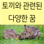 토끼꿈 뛰어다니는 먹이를주는 물리는 죽는 쫓기는 도망치는 잡는 잡아오는 풀을먹는 보는 들어오는