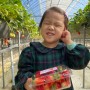 [경북여행] 고령 딸기체험, 수경재배딸기 다은딸기농원