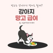 강아지 망고 급여 방법과 주의사항은?