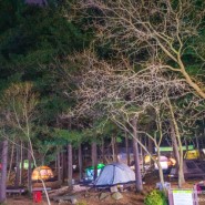 [경기 양평] 유명산자연휴양림에서 친구들과 함께한 연말 캠핑