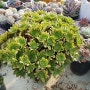 풍성한 '발레리나' 다육식물 에오니움속(Aeonium)