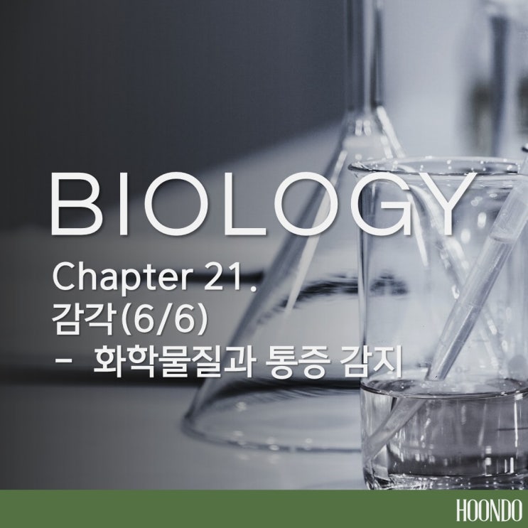 [일반생물학] CHAPTER 21. 감각(6) - 화학물질과 통증 감지 :: 화학수용기 :: 후각수용기 :: 미각수용기 ...