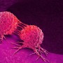암세포, 정상세포로 되돌렸다…의사들 통념 깨뜨린 과학자