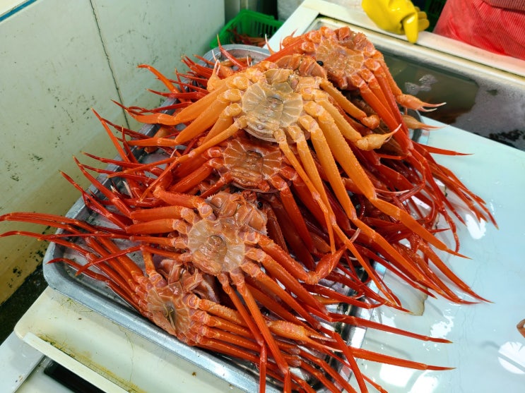 영덕 강구항 대게 먹으러 3년째 방문 중 (시세 정보 포함) : 네이버 블로그