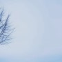 김광석 - 나무