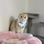 [고양이사료] 퓨리나 프로플랜 리브클리어 내돈내산 고양이알레르기사료