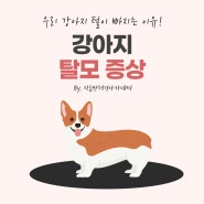 강아지 탈모 증상, 원인을 알아야 개선할 수 있어요!