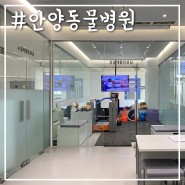 안양 강아지슬개골탈구수술 전문 바르고바르개동물병원 진료 후기