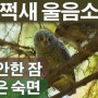 소쩍새 울음소리 깊은 숙면 수면에 도움되는 소쩍새 새소리 불면증 치료 소쩍새 우는 소리