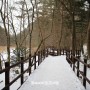 겨울 강원도 평창여행 오대산 월정사 전나무숲길