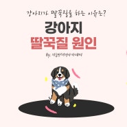 강아지 딸꾹질 원인에 대해서