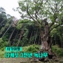 다케오 신사의 부부 노송나무와 3천년 녹나무를 보고 왔어요!