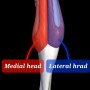 Gastrocnemius(GCM) : 비복근 / 장딴지근