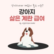 삶은 계란이 강아지에게 좋을까?