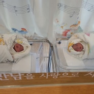 쌍둥이 제왕절개 출산후기 36주 5일 일반병원 성북구 루시나산부인과