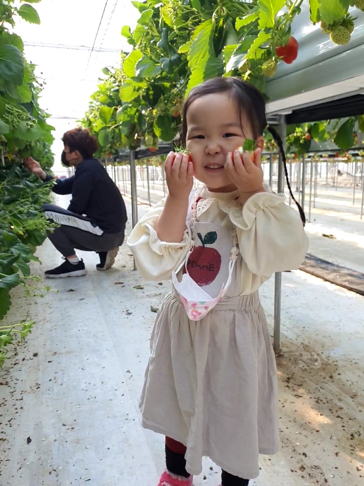 220211_남양주 별마을 딸기 체험 농장