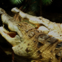 사이 좋은 커플 - 오리노코악어(Crocodylus intermedius): 신대륙의 왕
