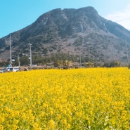 제주도 산방산 유채꽃