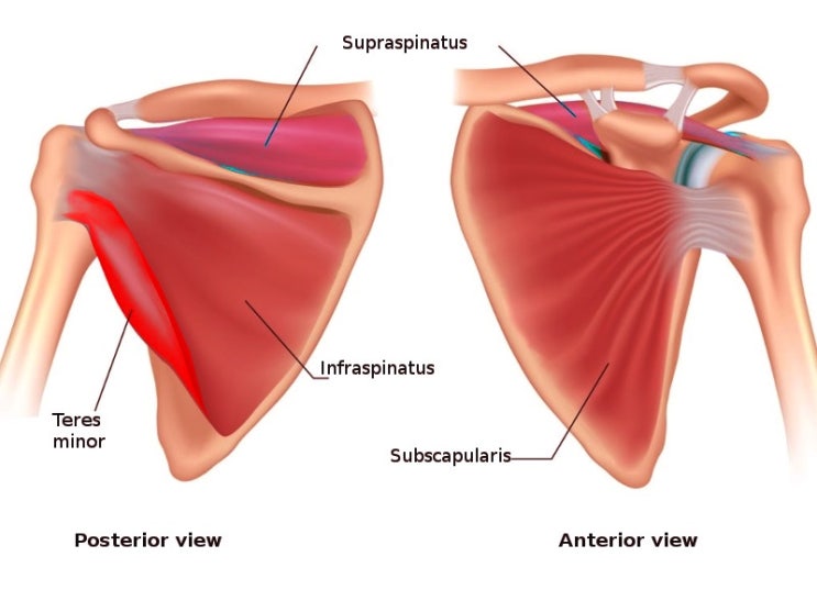 [기능해부학] 근육 OIAN | Rotator cuff, deltoid, triceps, Quadriceps 근육 기시정지 작용 ...