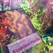 그야말로 '끝판왕' 수초도감 / 아쿠아리움 플랜츠 (Aquarium plants by Christel Kasselmann) / 수초 매니아에게 대강추! + 주문 팁 및 후기, 리뷰