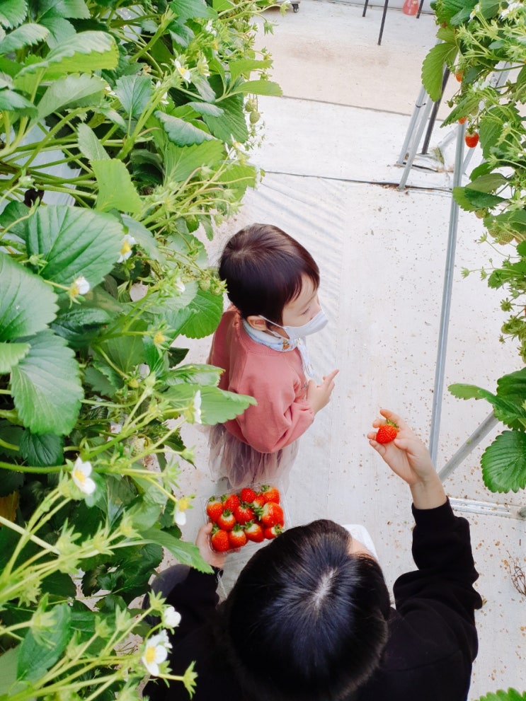 딸기농장체험 내가 늘 지나던... 남양주 별마을딸기체험농장)