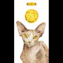 고양이 타로 <Soul Cat> 마이너 카드 Ace of Pentacle 펜타클 1 의미