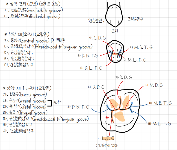 치관의 함몰 부위ㅣ 구, 와, 소와 ㅣ 치아 형태학 2탄 : 네이버 블로그