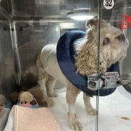 강아지 위확장 장수술 회복일기