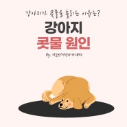 강아지 콧물 원인과 증상