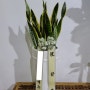 부산 개업 축하 화분 동래구 온천동(충렬대로) 산세베리아 관엽식물 꽃배달
