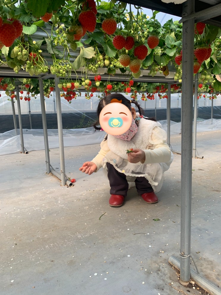 [경기 남양주] 한사랑딸기농장 두번째 딸기 따기 체험