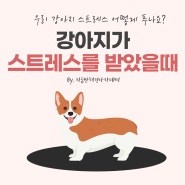 강아지가 스트레스를 받았을때 푸는법