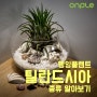 행잉플랜트 틸란드시아 종류 알아보기!