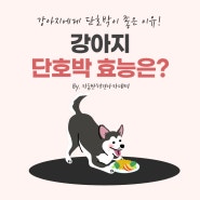 강아지 단호박 효능과 주의할 점!