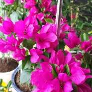 우리집 베란다에 피어있는 부겐빌레아꽃