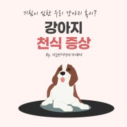 강아지가 기침을 한다면? 강아지 천식 증상을 확인해보세요!