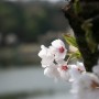 봄꽃 사진 몇 장 (2022.2.17.)