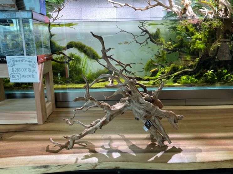 물고기(열대어,거북이,수목 등) 판매 & 카페 팀아쿠아 창원점 후기
