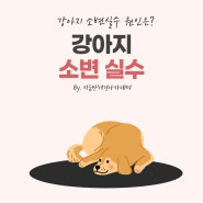 강아지가 소변 실수를 해요 그 이유는?