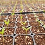 고추 모종 키우기 직파 2022년 고추 재배 방법 과정