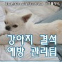 강아지 방광결석 수술 1년 경과, 재발 예방 관리 Tip