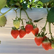 딸기농장체험 : 주말에만 열리는 무제한 시식 일산딸기농장
