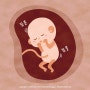 임신 12주차 : 정밀입체초음파 및 기형아검사